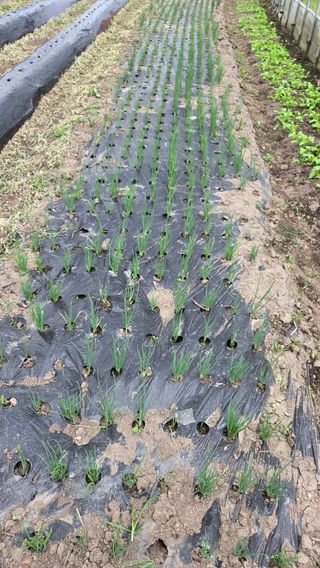 한밭농원님의 자유주제 · 자유게시판 작성글 사진