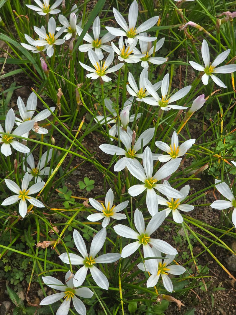 배영이님의 장터 판매 상품 [나도샤프란구근100개] 첨부 사진
