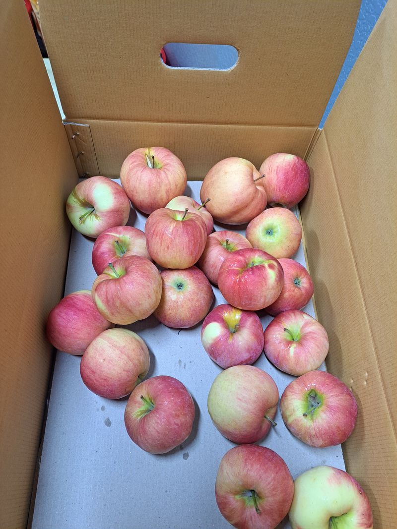 박수정님의 장터 판매 상품 [홍로쥬스용4.5키로] 첨부 사진