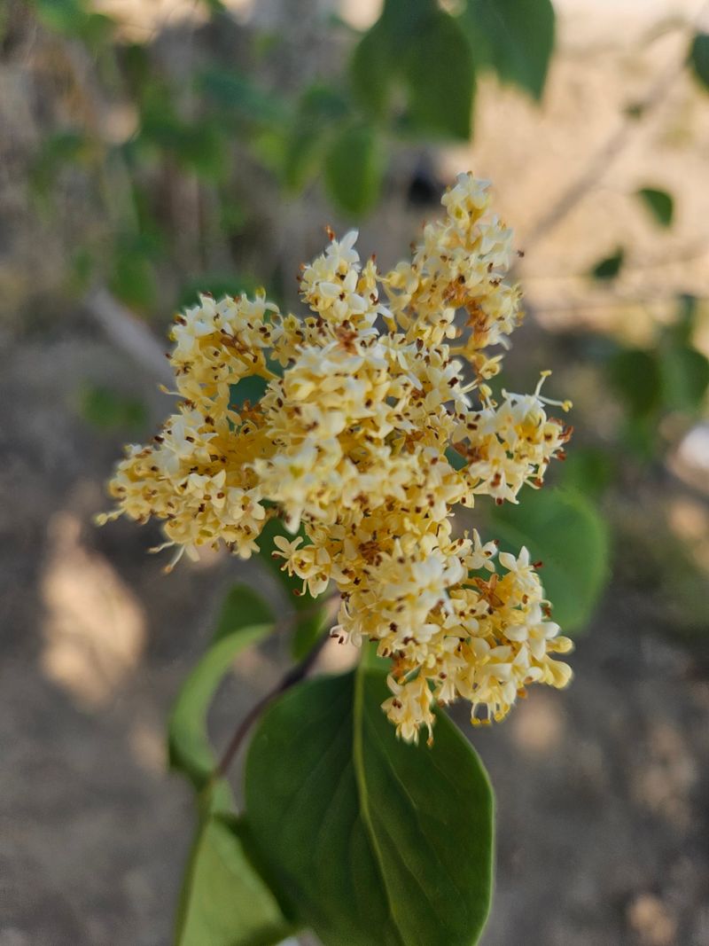 일심묘목농원님의 장터 판매 상품 [북경라일락 2년생 포트묘] 첨부 사진