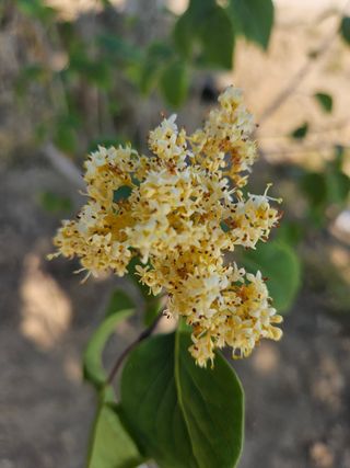 일심묘목농원님의 작성글 사진