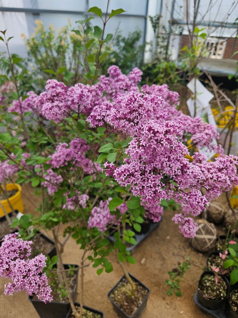 일심묘목농원님의 장터 판매 상품 [유럽라일락 3년생 개화주 포트묘] 첨부 사진
