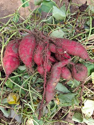 문영식님의 자유주제 · 자유게시판 작성글 사진