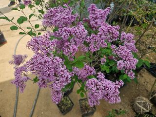 일심묘목농원님의 작성글 사진