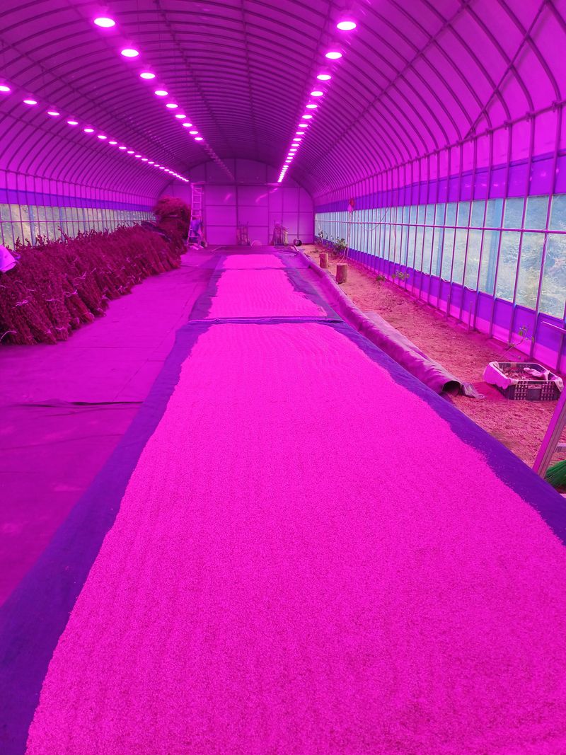 장터 상품 [25년참깨140kg] 썸네일