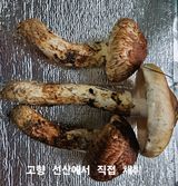 팜모닝 자유주제·자유게시판 게시글 이미지