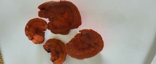 샘골농장 마음만청춘님의 자유주제 · 사진전 작성글 사진