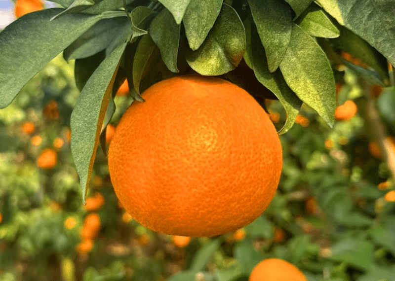 스피드번님의 장터 판매 상품 [제주도 고당도 황금향 ] 첨부 사진