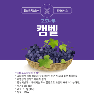 일심묘목농원님의 작성글 사진