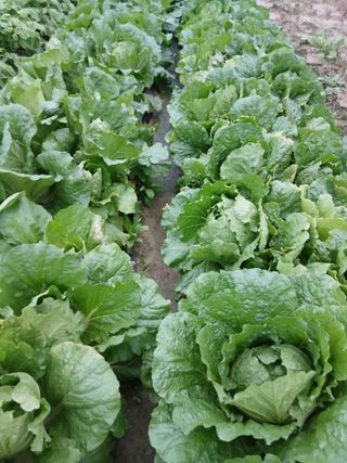 해맑은하늘님의 자유주제 · 자유게시판 작성글 사진