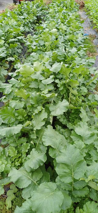 산골마님님의 자유주제 · 자유게시판 작성글 사진