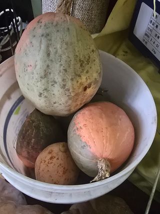 할배맥가이버님의 자유주제 · 자유게시판 작성글 사진