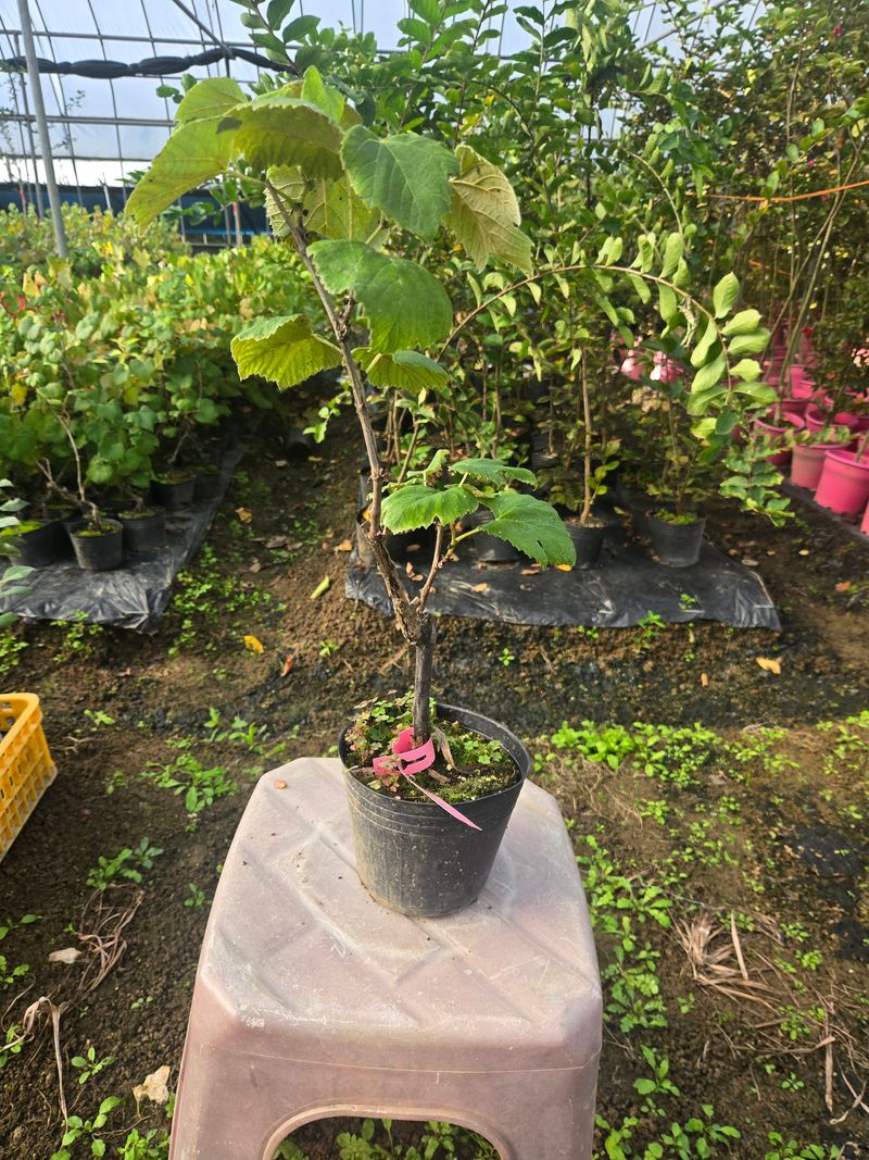 일심묘목농원님의 장터 판매 상품 [캠벨 2년생 결실주 포트묘 (1+1), 2개가격] 첨부 사진