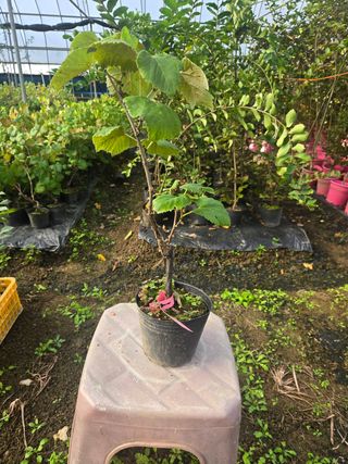 일심묘목농원님의 작성글 사진