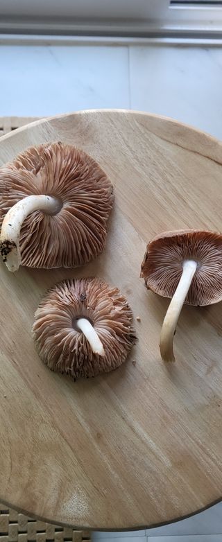 샘골농장 마음만청춘님의 자유주제 · 사진전 작성글 사진