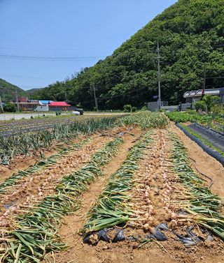 osm님의 작성글 사진