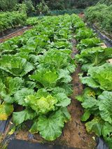 팜모닝 자유주제·자유게시판 게시글 이미지