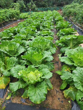 감자21491님의 자유주제 · 자유게시판 작성글 사진