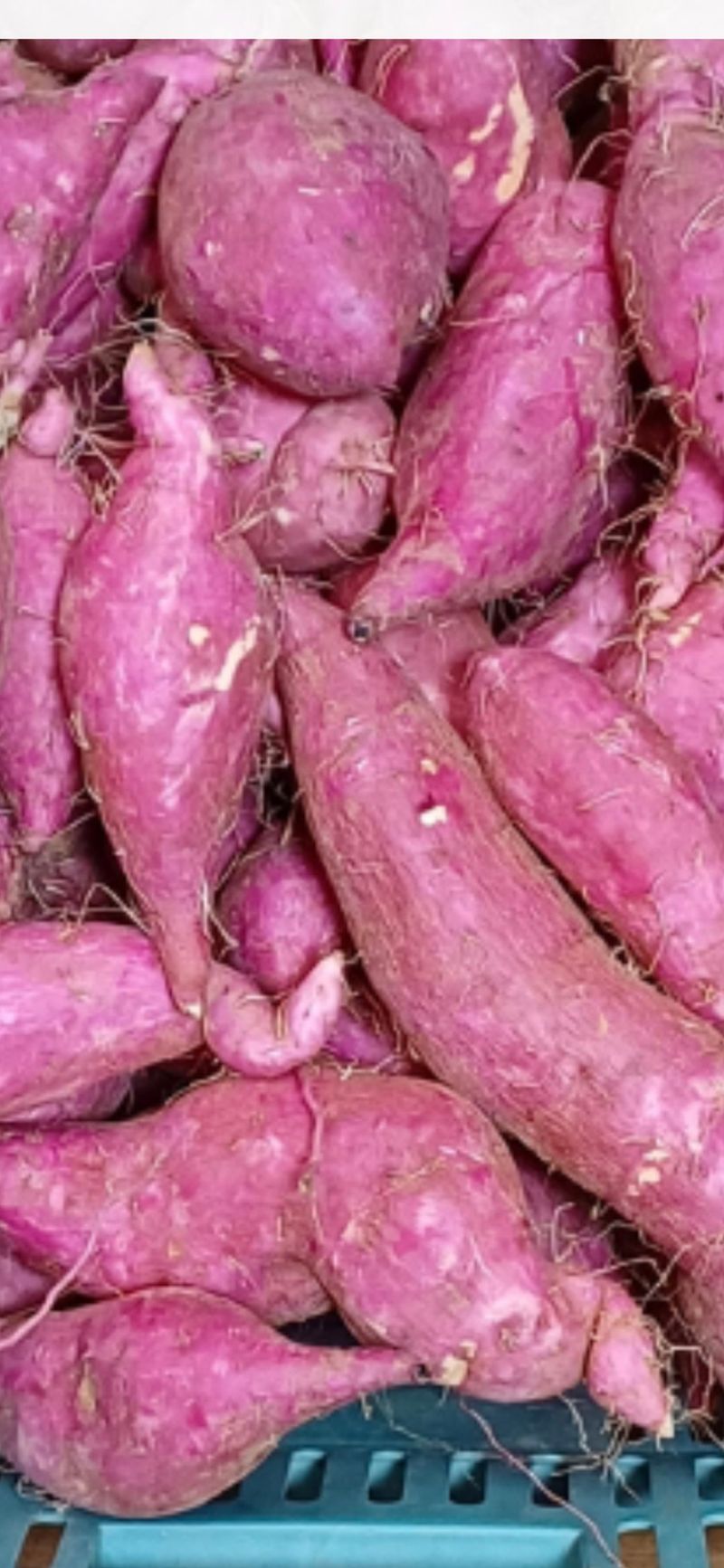 정재희님의 장터 판매 상품 [당진(호풍미)호박고구마 10키로  ] 첨부 사진