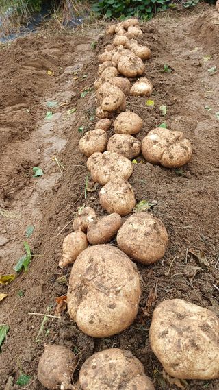텃밭농부님의 자유주제 · 자유게시판 작성글 사진