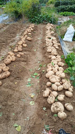 텃밭농부님의 자유주제 · 자유게시판 작성글 사진