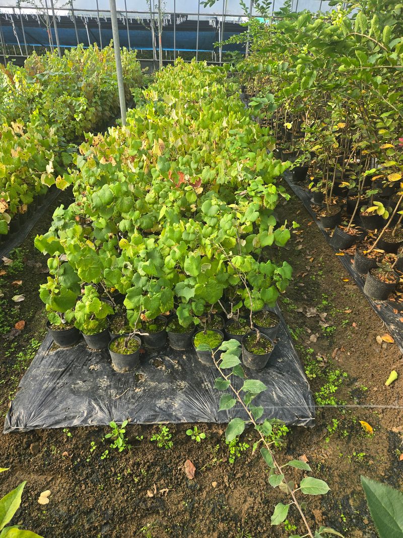 일심묘목농원님의 장터 판매 상품 [캠벨 2년생 결실주 포트묘 (1+1), 2개가격] 첨부 사진