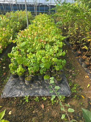 일심묘목농원님의 작성글 사진