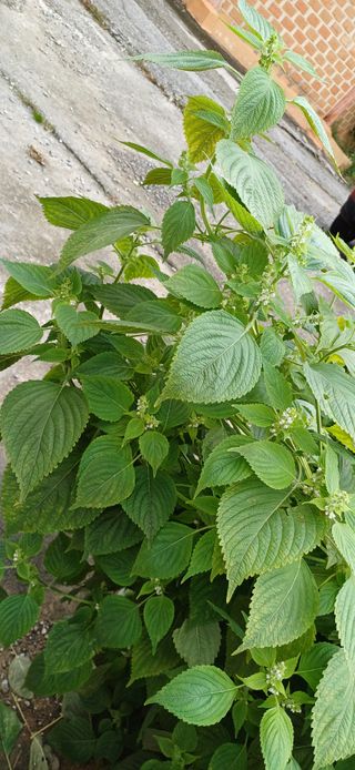 산골마님님의 자유주제 · 자유게시판 작성글 사진