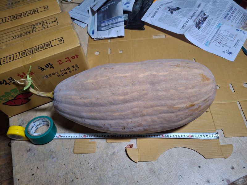 장터 상품 [호박 12k] 썸네일