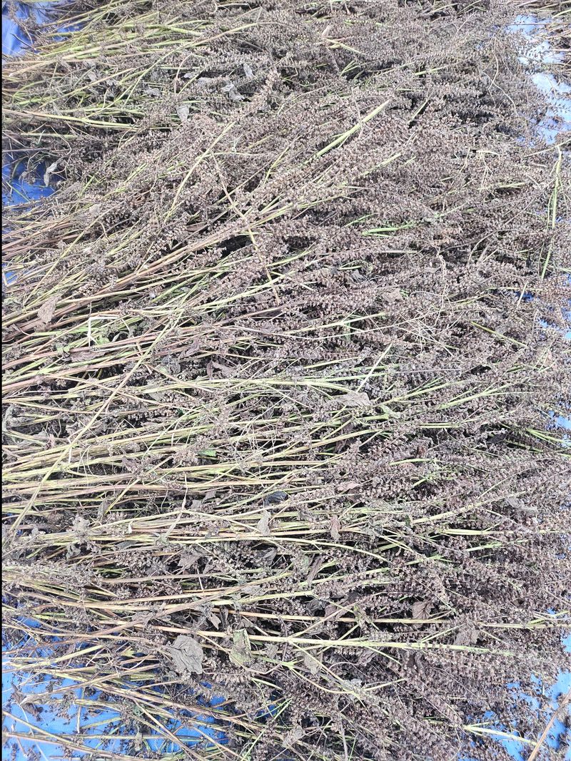 정옥령님의 장터 판매 상품 [25년 햇들깨 한말] 첨부 사진