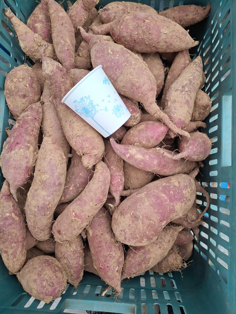 정재희님의 장터 판매 상품 [호박 12k] 첨부 사진