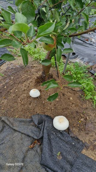 이종수님의 자유주제 · 자유게시판 작성글 사진