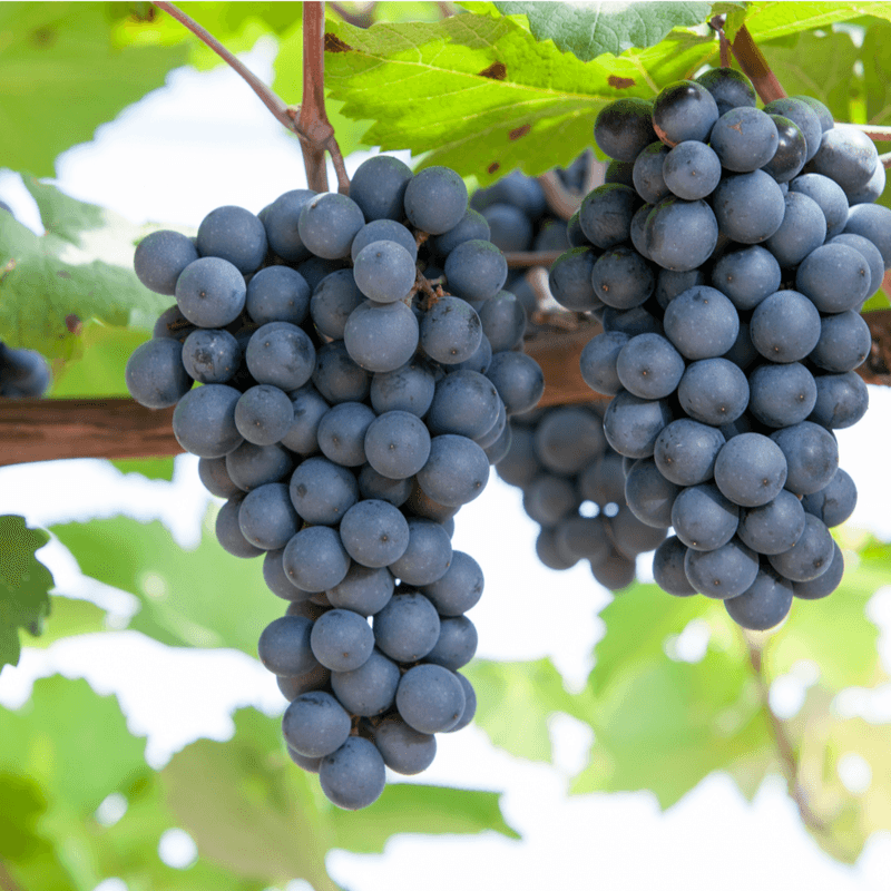 장터 상품 [캠벨 2년생 결실주 포트묘 (1+1), 2개가격] 썸네일