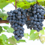 팜모닝 · 게시글 이미지