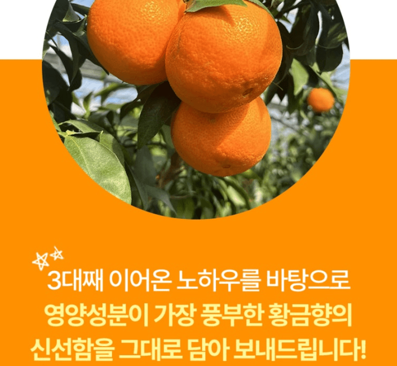 스피드번님의 장터 판매 상품 [제주도 고당도 황금향 ] 첨부 사진