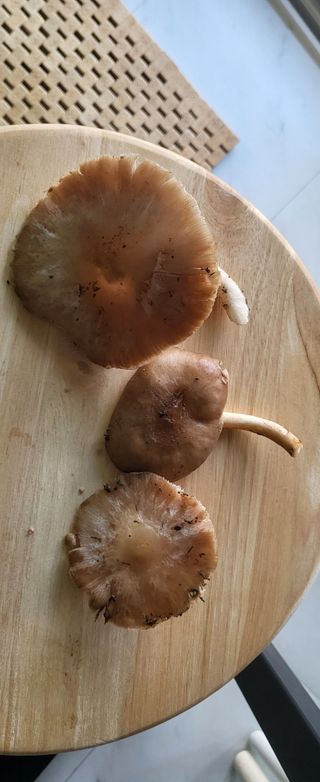 샘골농장 마음만청춘님의 자유주제 · 사진전 작성글 사진