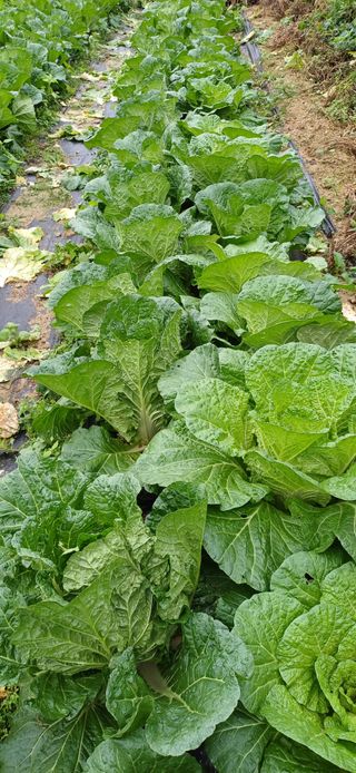 산골마님님의 자유주제 · 자유게시판 작성글 사진