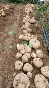 팜모닝 자유주제·자유게시판 게시글 이미지