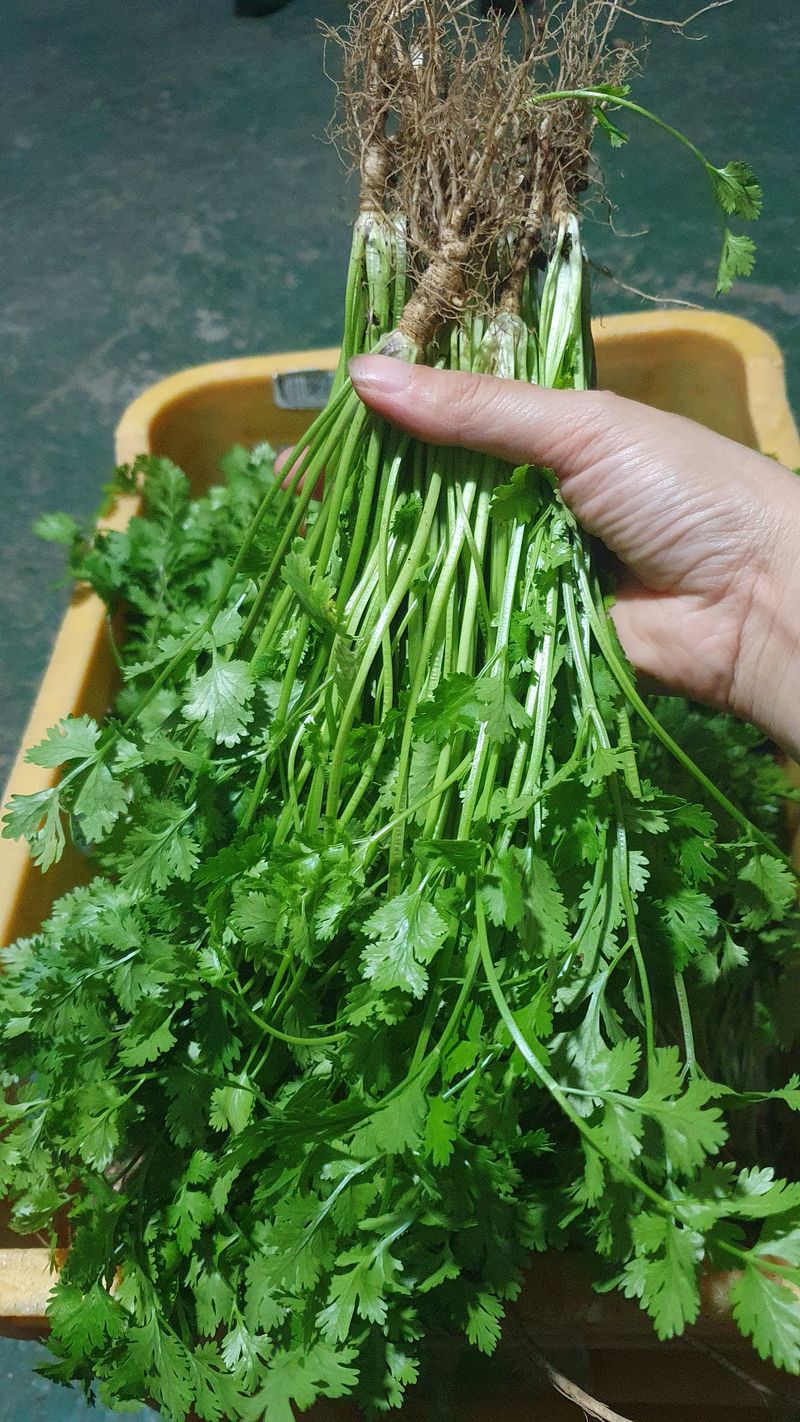 장계령님의 장터 판매 상품 [표고버섯 톱밥퇴비로 자란 무농약 건강한 고수 1KG] 첨부 사진