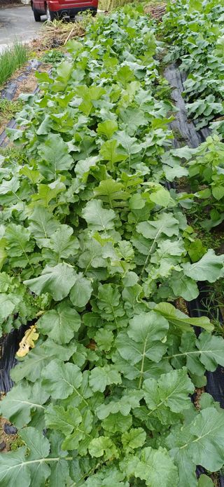 산골마님님의 자유주제 · 자유게시판 작성글 사진