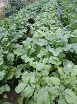 팜모닝 자유주제·자유게시판 게시글 이미지