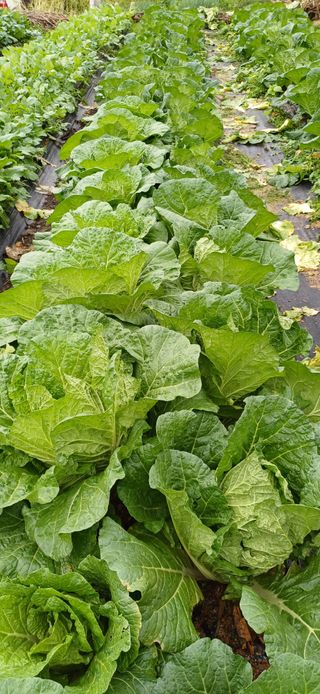 산골마님님의 자유주제 · 자유게시판 작성글 사진