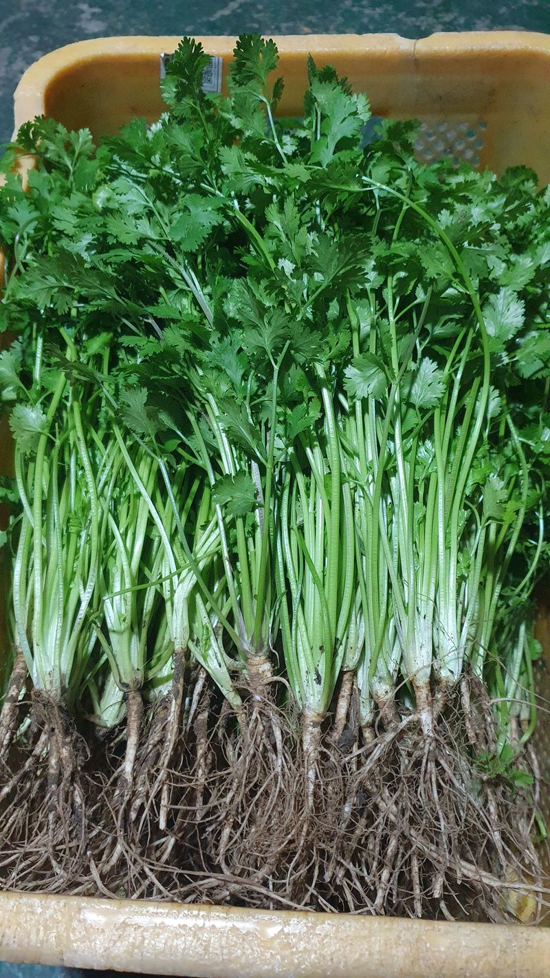 장계령님의 장터 판매 상품 [표고버섯 톱밥퇴비로 자란 무농약 건강한 고수 1KG] 첨부 사진