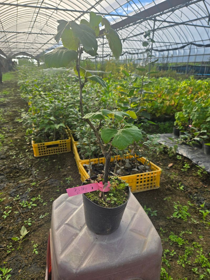 일심묘목농원님의 장터 판매 상품 [캠벨 2년생 결실주 포트묘 (1+1), 2개가격] 첨부 사진