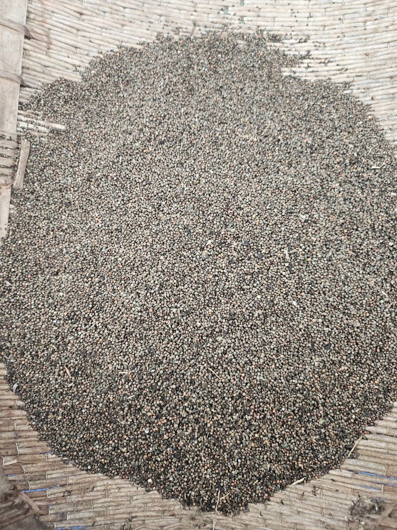 장터 상품 [25년 햇들깨 한말] 썸네일