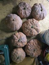 팜모닝 자유주제·자유게시판 게시글 이미지