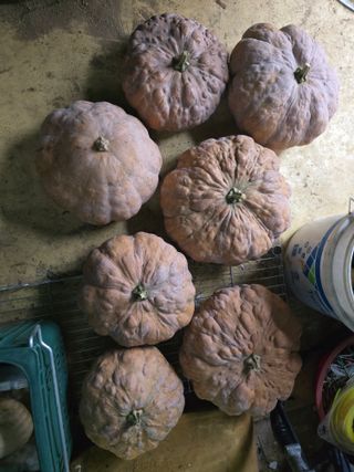 할배맥가이버님의 자유주제 · 자유게시판 작성글 사진