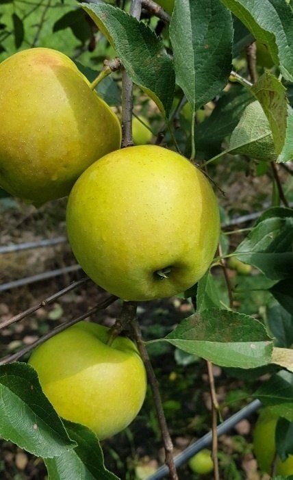 써니네님의 장터 판매 상품 [새콤달콤이 기분좋은 시나노골드사과] 첨부 사진