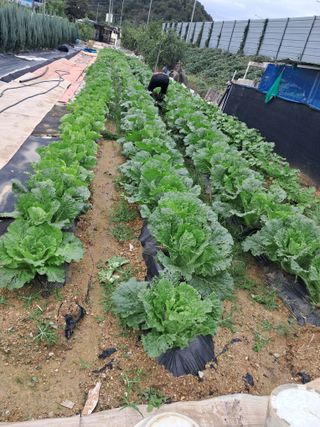전희분님의 자유주제 · 자유게시판 작성글 사진