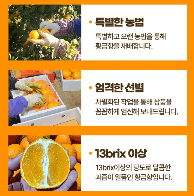 스피드번님의 장터 판매 상품 [제주도 고당도 황금향 ] 첨부 사진